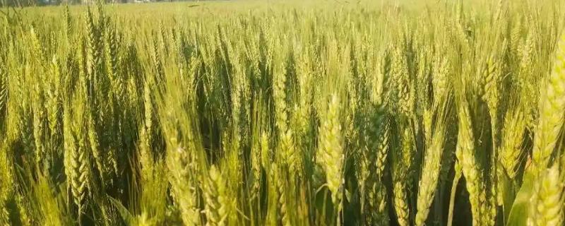 河南种植什么农作物最多