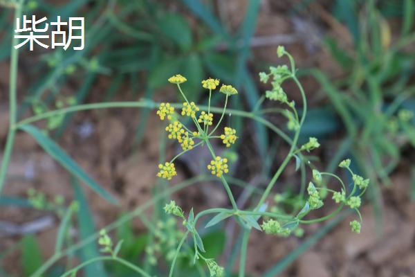 河南种植较多的农作物