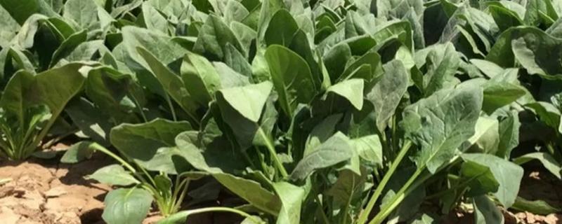 立秋后种植什么农作物