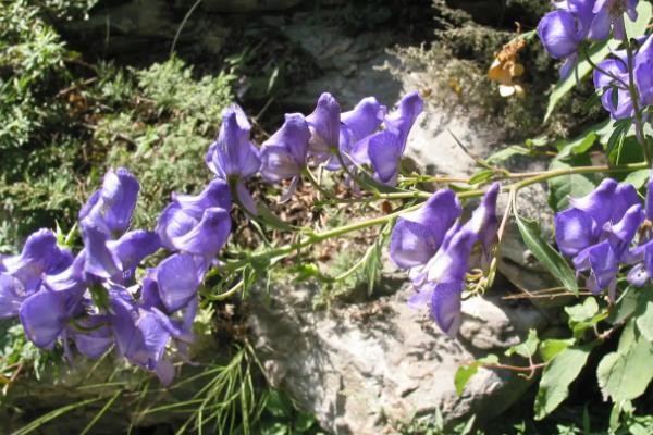 中国八大剧毒植物