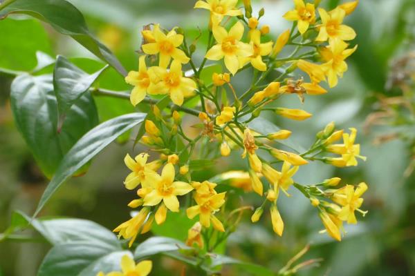 中国八大剧毒植物