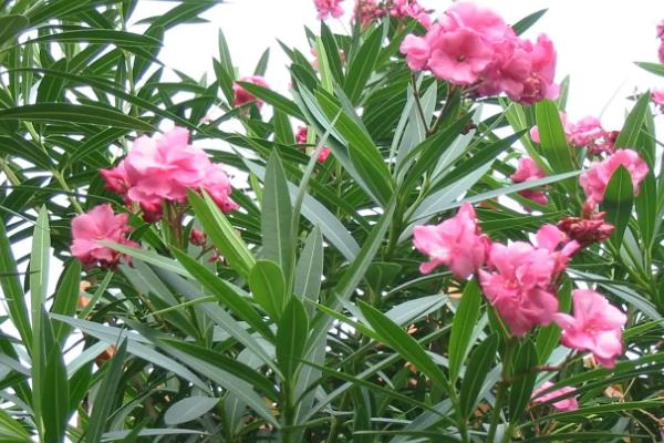 中国八大剧毒植物