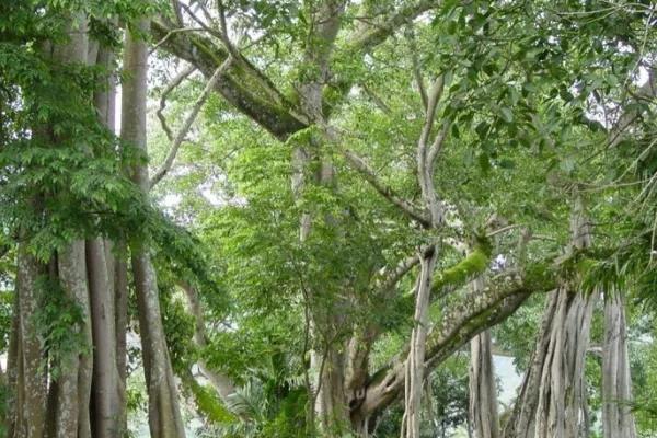 中国八大剧毒植物