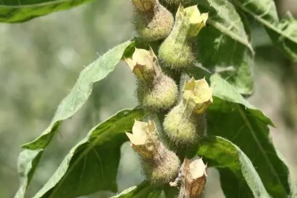 中国八大剧毒植物