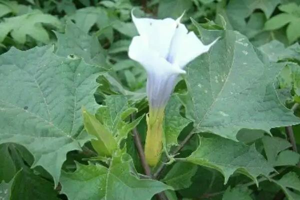 中国八大剧毒植物