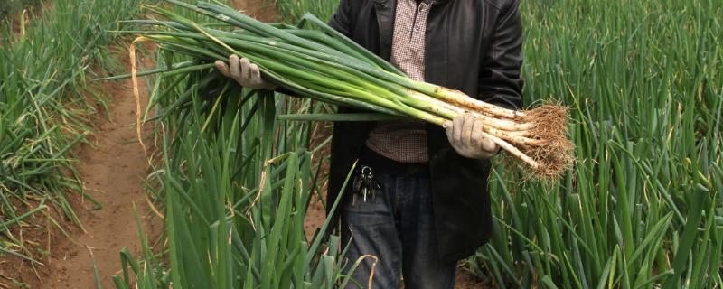 大葱高产种植技术