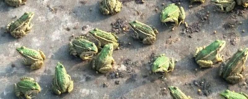 养青蛙的方法