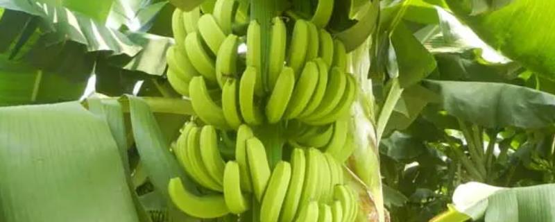 香蕉从种植到收成几个月