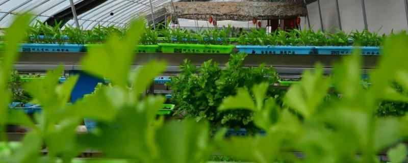 香菜无土栽培技术