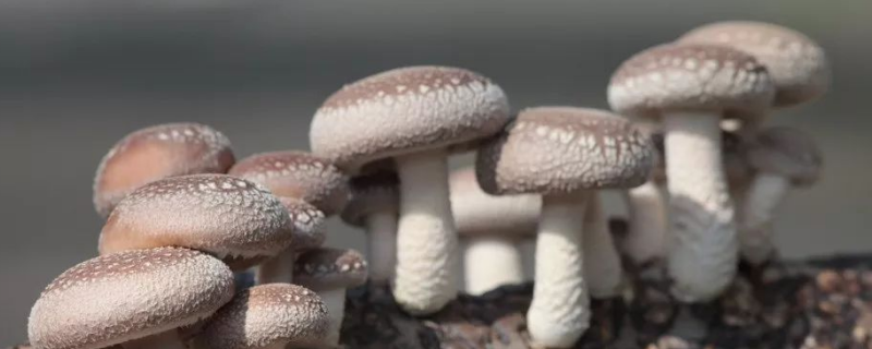 香菇种植新技术