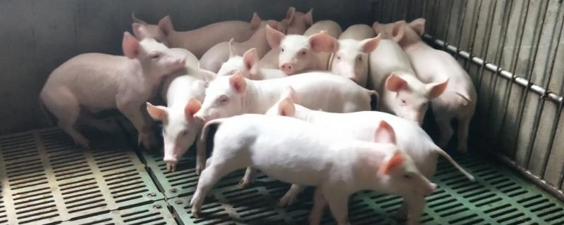 乳猪拉黄痢是怎么用药