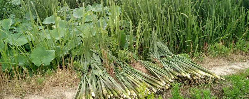 高笋种植技术