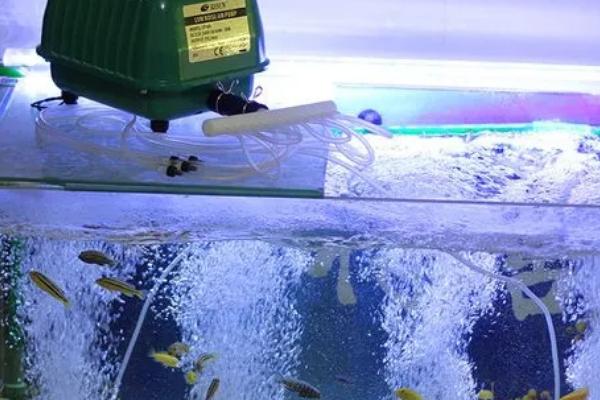 气泵打氧多久能除氯，附氧气泵的使用方法