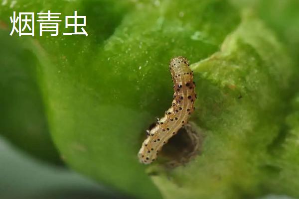 高效氯氰菊酯能否灭杀地老虎