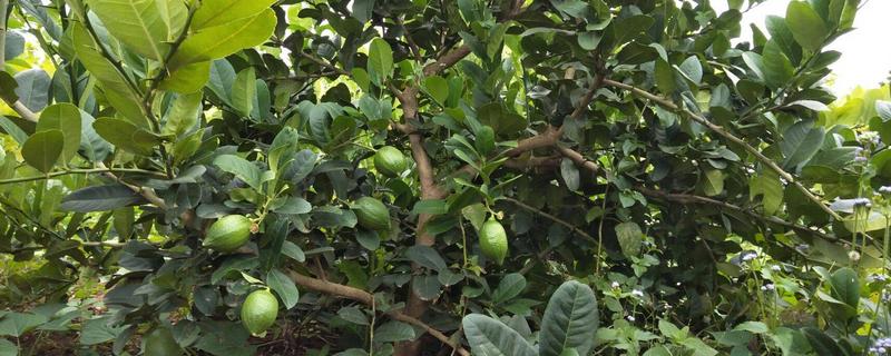 香水柠檬种植技术