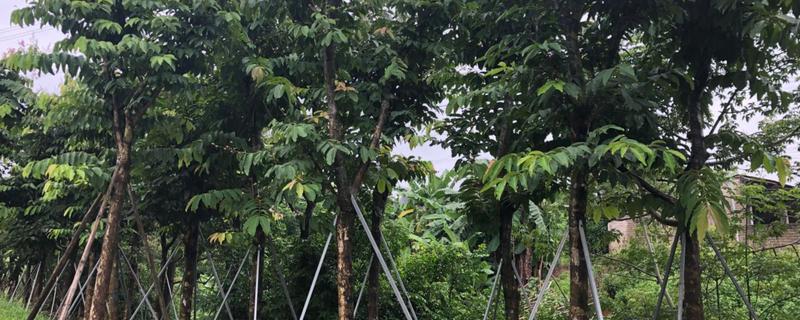 香樟树怎么种