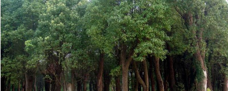 香樟树种植技术