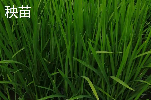 秧苗和稗草的根部区别