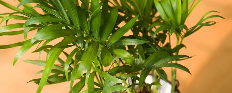 袖珍椰子开花是凶兆