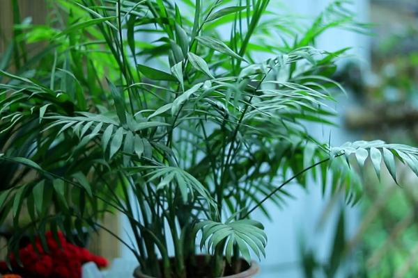 袖珍椰子开花是凶兆