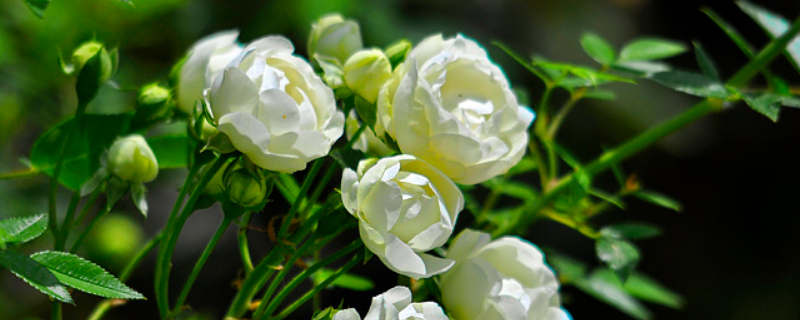 木香花怎么过冬