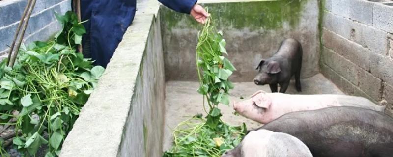 猪只吃草不吃料是什么病