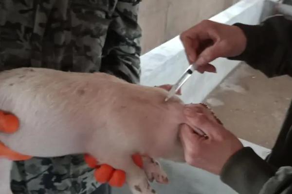 如何快速治疗猪水肿病