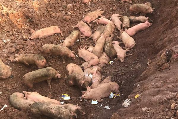 病死猪无害化处理方法