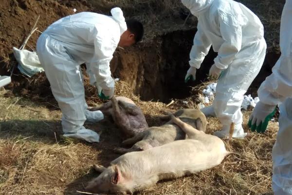 病死猪无害化处理方法