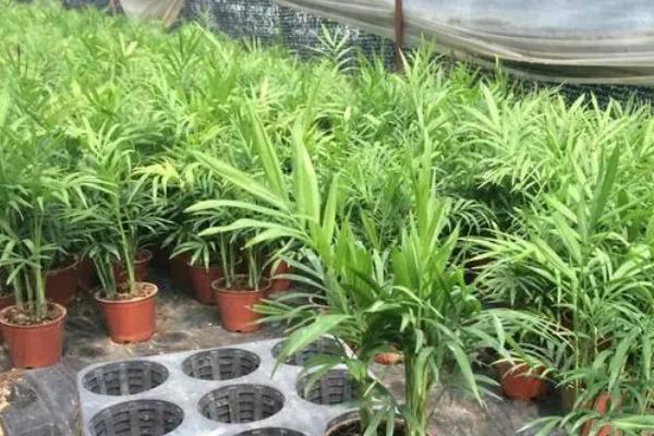 袖珍椰子的寓意和象征风水
