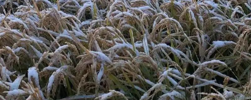 水稻没收完下雪了怎么办