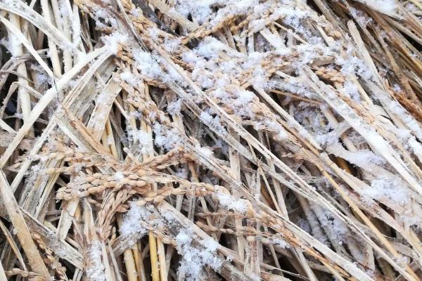 还没收完水稻就下雪怎么办