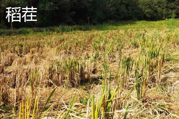收割水稻后留下的根叫什么
