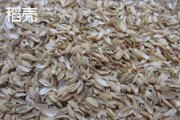 收割水稻后留下的根叫什么