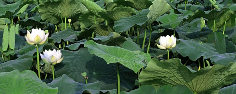 白莲种植技术是怎样的