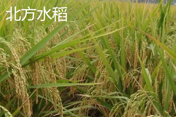 水稻在什么季节收获