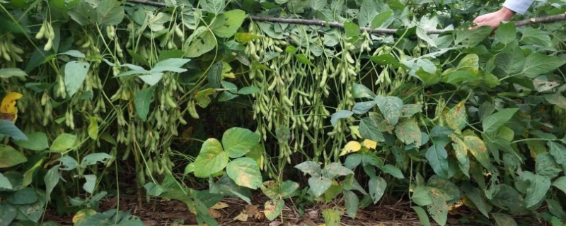 大豆高产种植新技术