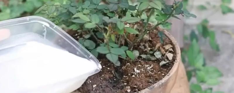 剩牛奶能浇花吗