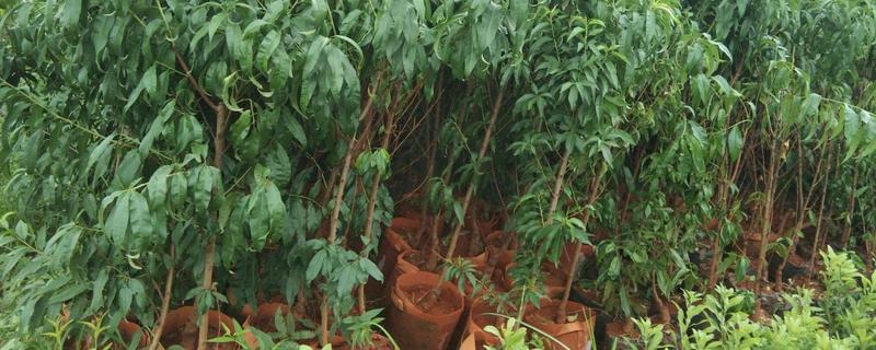 桃树苗种植技术