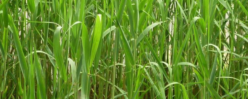 芦苇常见的种植方法