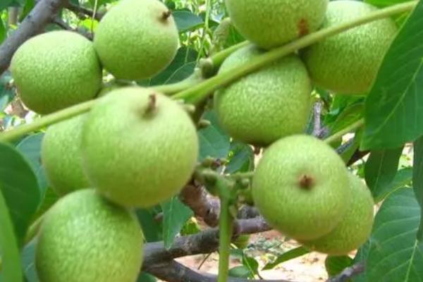 新鲜核桃放冰箱冷藏还是冷冻