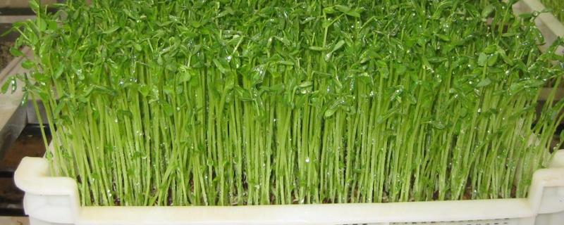 绿豆芽怎么种植