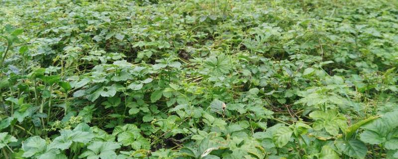 10亩绞股蓝种植收入