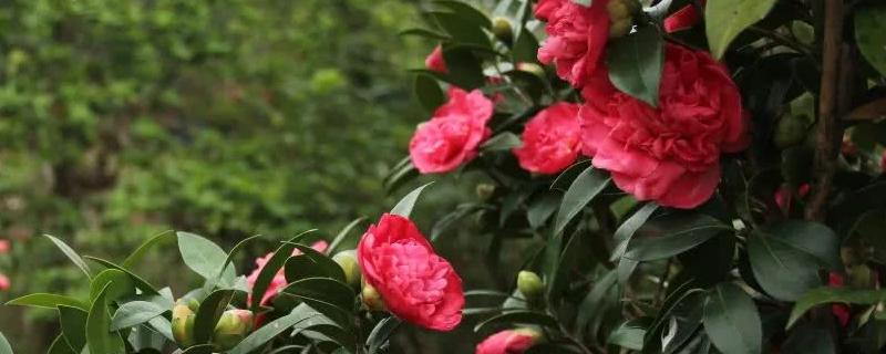 四季山茶花的养殖方法