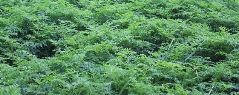 川芎种植技术
