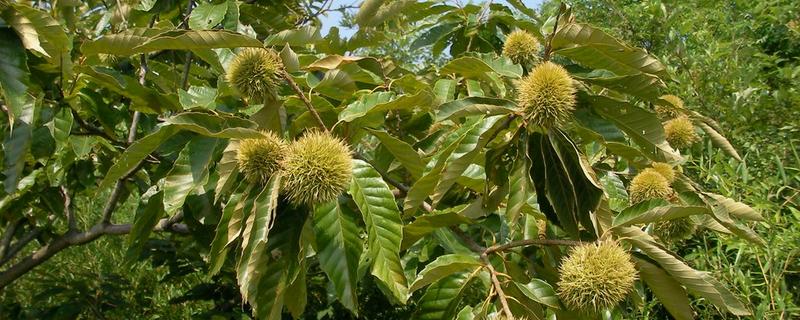 板栗的种植方法及时间