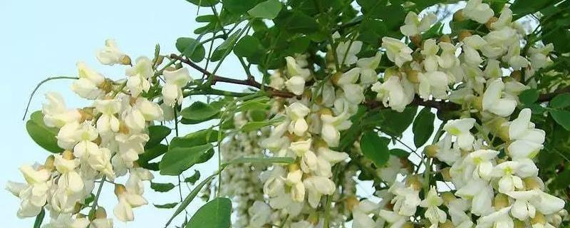 槐树几月开花