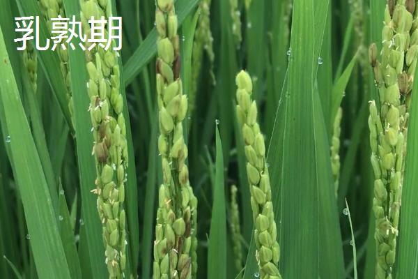 水稻生长后期如何管理水分