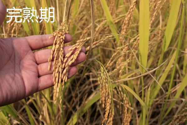 水稻生长后期如何管理水分