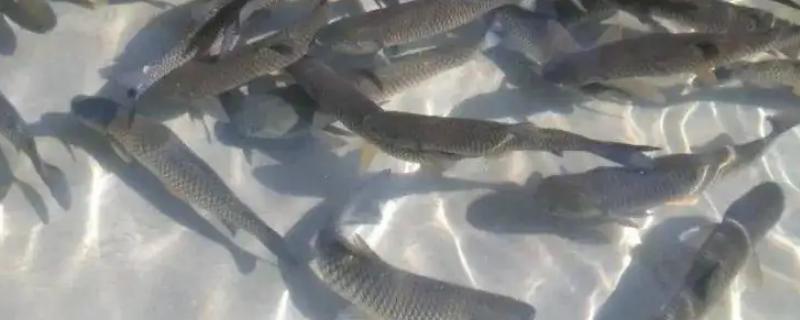 养殖水产有哪些